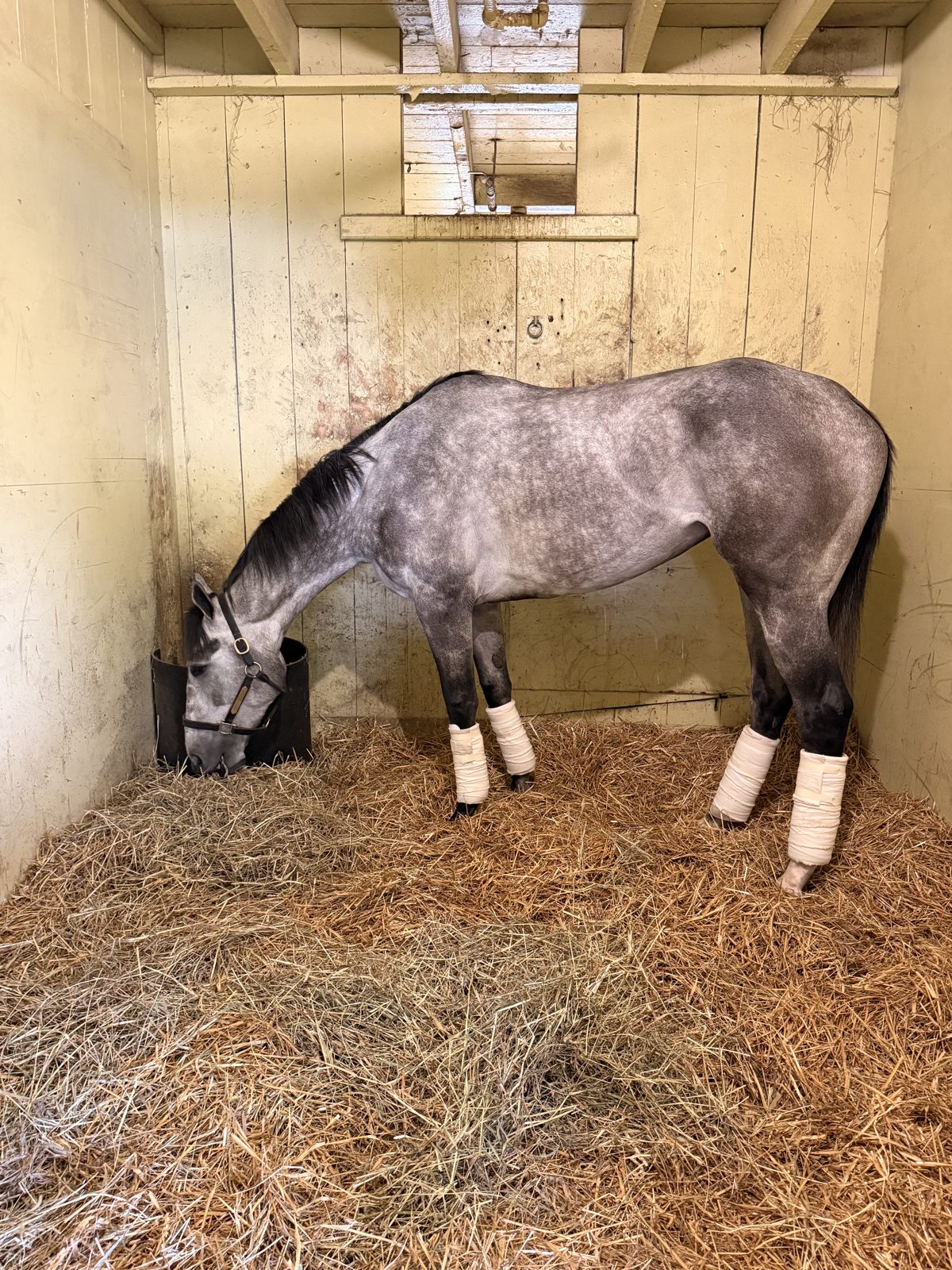Performance thoroughbred in a clean stall